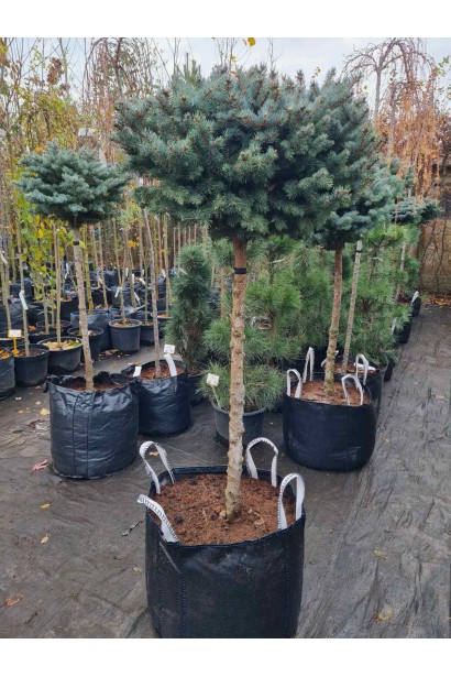 Ель Глаука Глобоза на штамбе